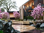 Bardessono Magnolias Photo © Alice Joyce