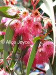 Eucalyptus leucoxylon ‘Rosea’ Photo © Alice Joyce