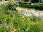Greenlee Meadow Detail Photo © Alice Joyce
