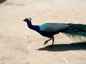 Strutting Peacock