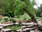 Valencia Botanical Garden Photo © Alice Joyce