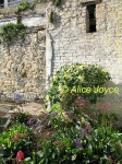 Whitewashed Brick Wall and Lavatera Photo © Alice Joyce