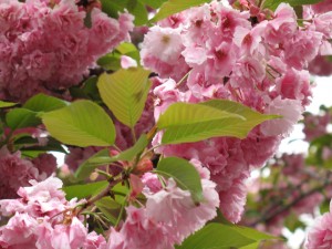 Brooklyn Botanic Garden Cherry Blossoms (ALICE JOYCE photo)
