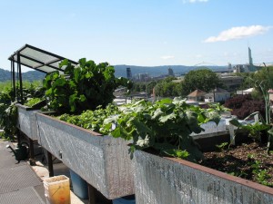 Noble Rot Wine Bar Roof Garden (Alice Joyce)