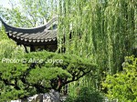 Portland Chinese Garden Evergreen Trees Photo © Alice Joyce