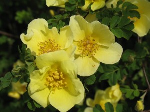 Yellow Roses, Charleston (Alice Joyce photo)