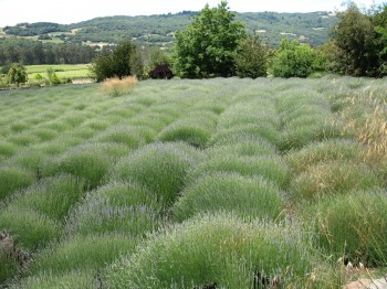 Lavender field Vista (Alice Joyce photo)