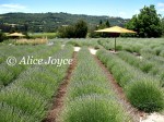 Matanzas Creek Lavender Field Photo © Alice Joyce