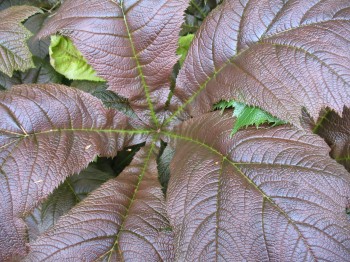Bronze foliage Rodgersia  (Alice Joyce photo)