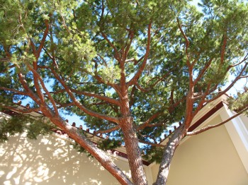 Getty Villa Italian Stone Pine (Alice Joyce Photo)