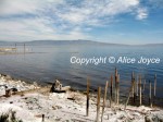 Salton Sea Photo - Photo © Alice Joyce