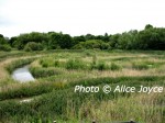 Heart of Reeds by Chris Drury - Lewes - Photo © Alice Joyce