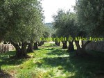 Kenzo Estate Landscape/ Olive treess / grass meadow Photo © Alice Joyce