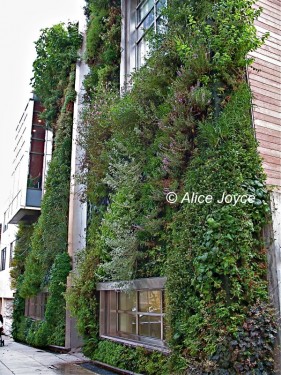 Patrick Blanc: San Francisco Vertical Garden Drew School « Alice's ...