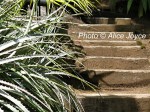 Worth Garden /Silver leaves and Steps Photo © Alice Joyce