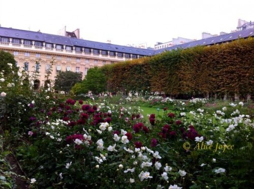 Tuileries roses © Alice Joyce